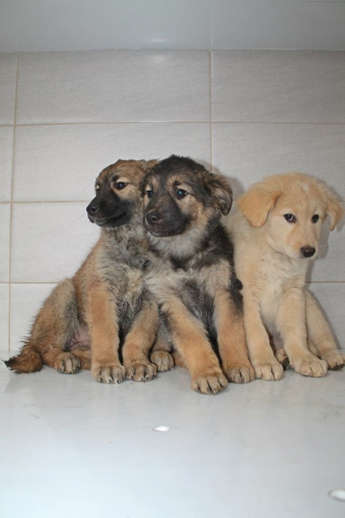 მეტისის ლეკვები უსახელო