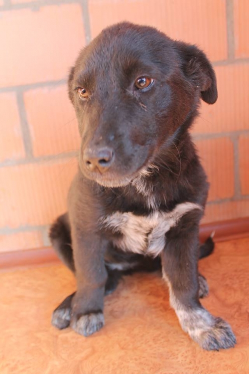 მეტისი უსახელო