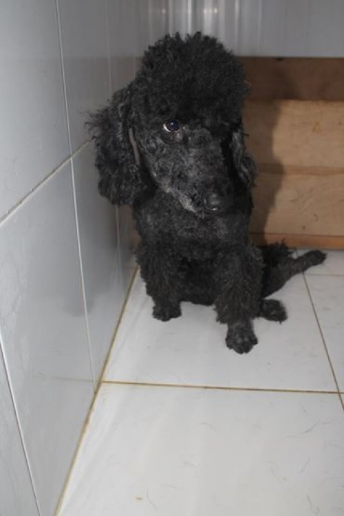 პუდელი უსახელო