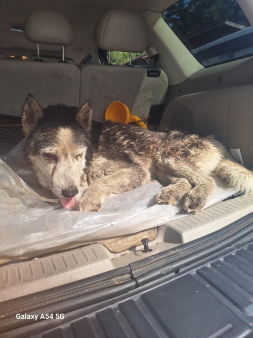 ლაიკა არმაზის ხეობა