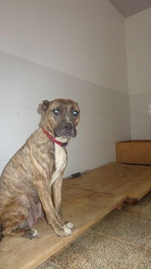 პიტი დესი