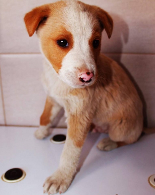 მეტისი უსახელო