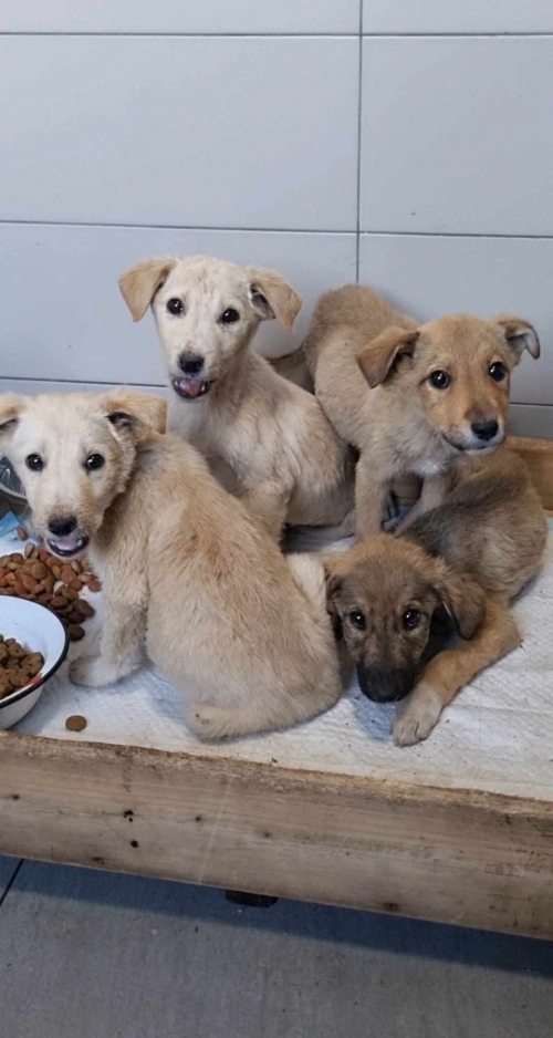 მეტისი უსახელო