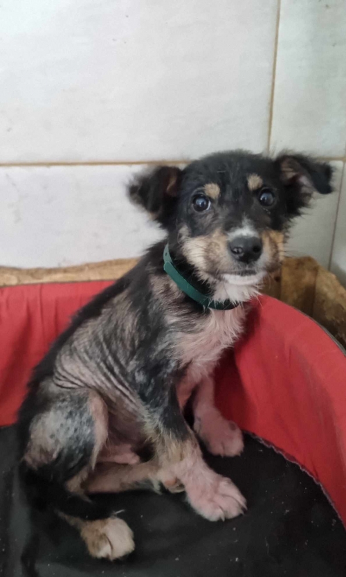 მეტისი კიკვიძეს ბაღი