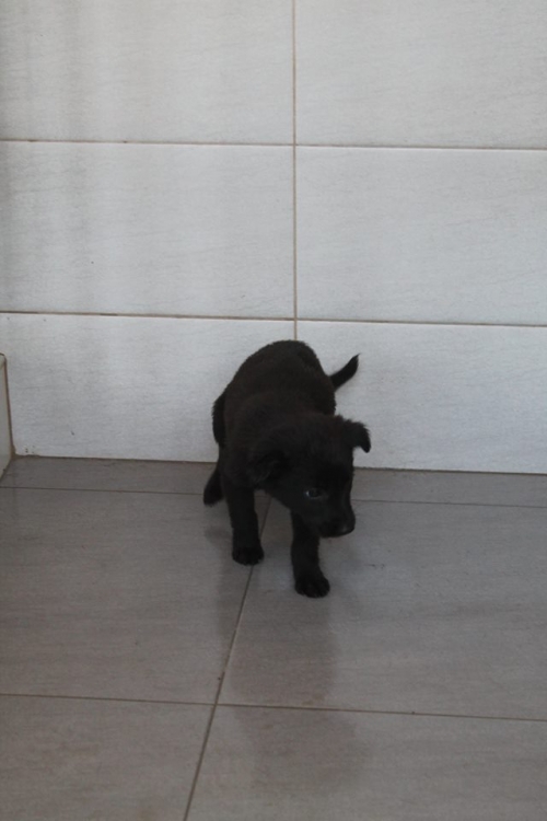 მეტისი უსახელო