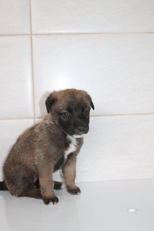 მეტისი უსახელო