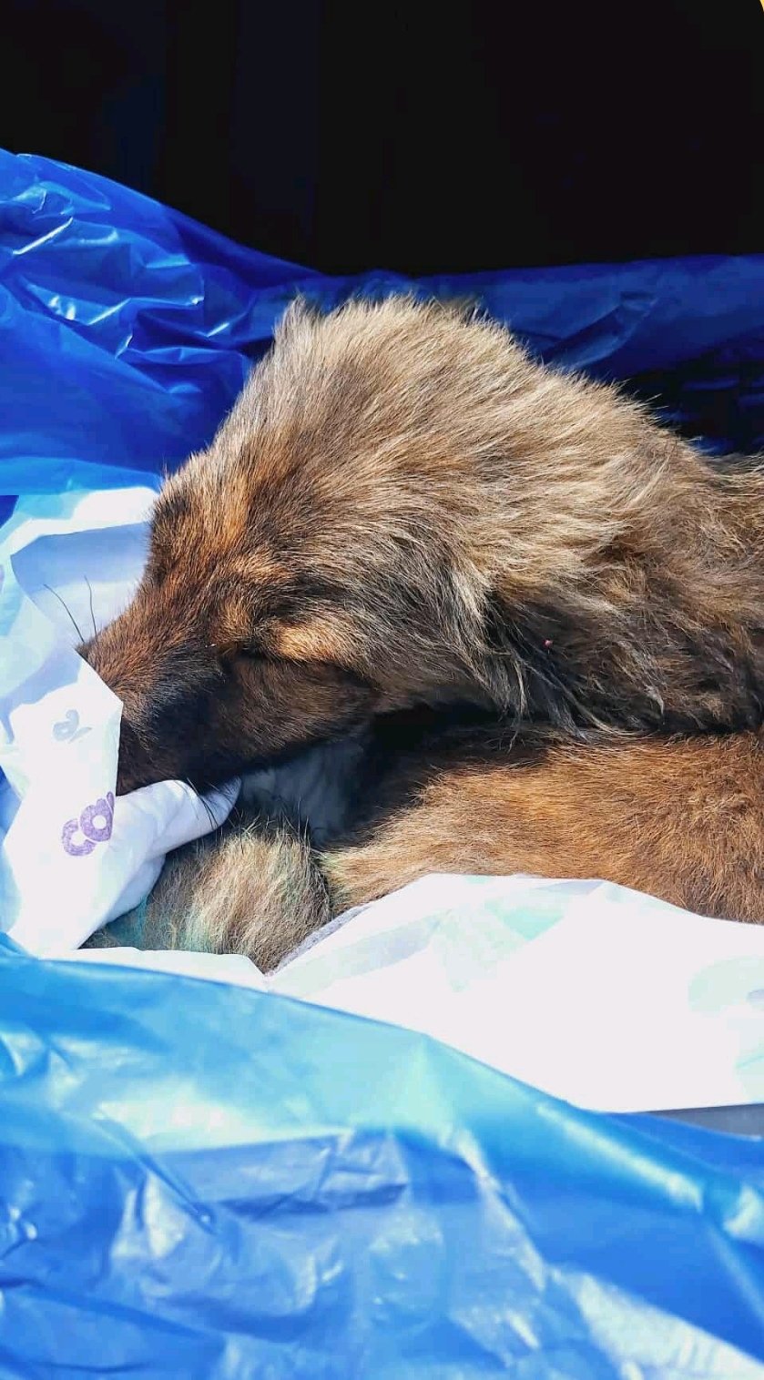 მეტისი. ხარაგაული