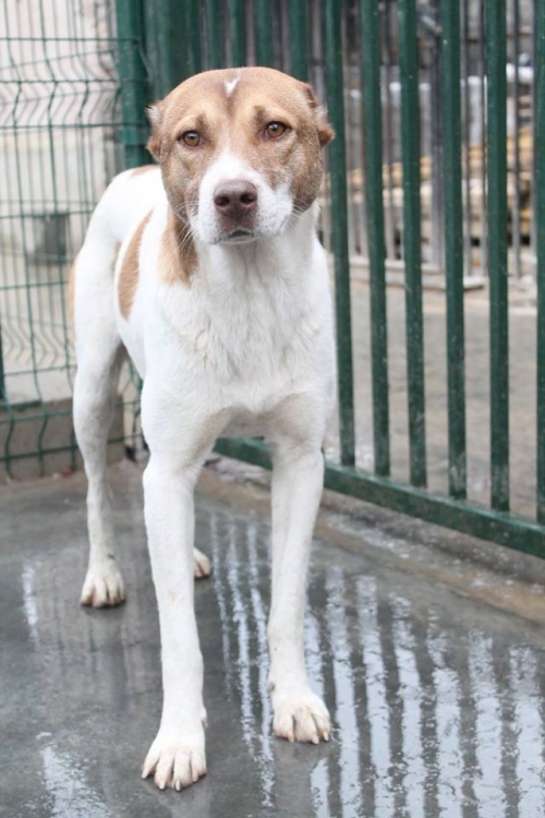 ქართული ქოფაკი უსახელო