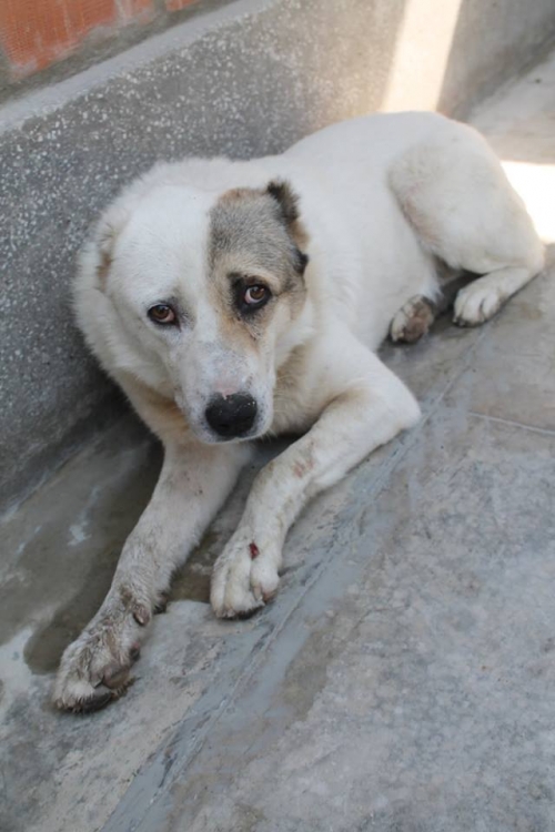 ქართული ქოფაკი ჯეკა