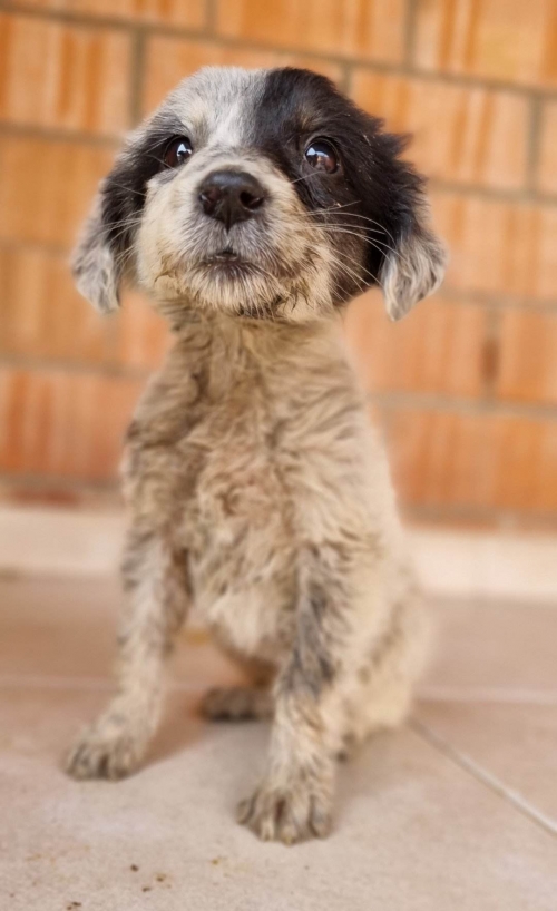 მეტისი უსახელო