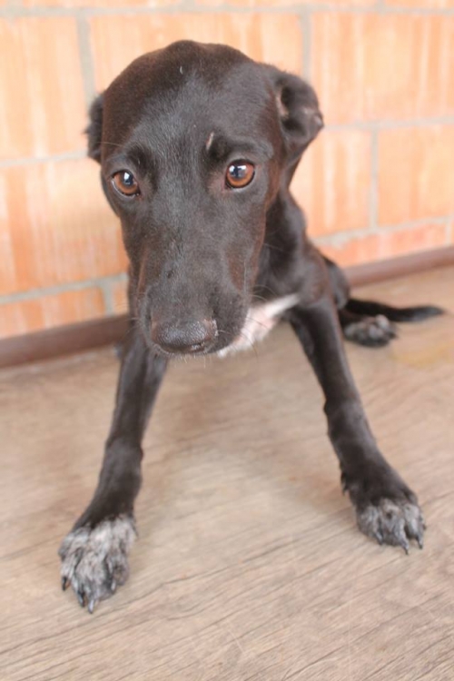 მეტისი უსახელო