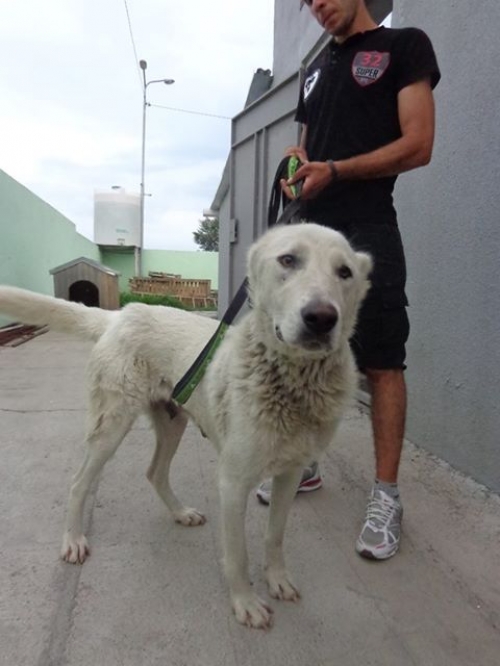 ქართული ქოფაკი ბაგირა