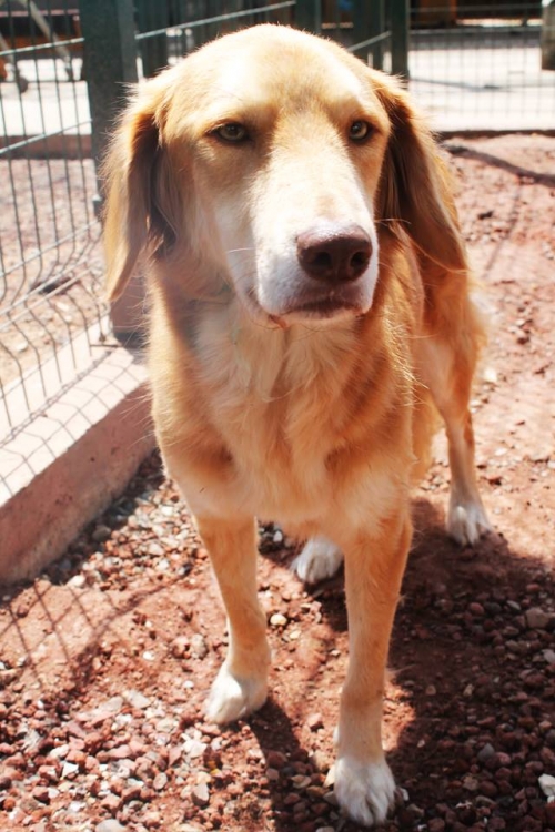 სეტერი სანი