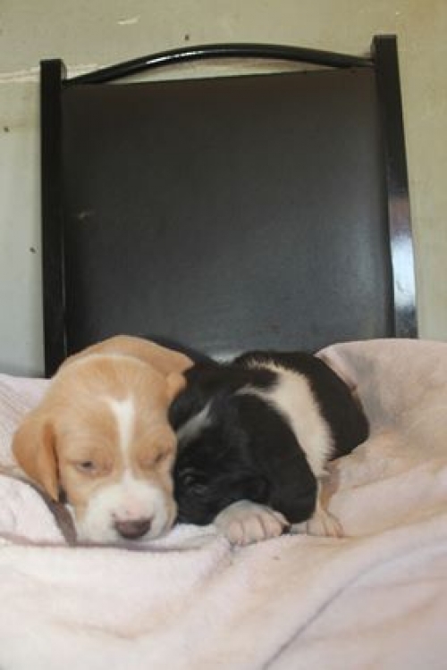 მეტისი უსახელო