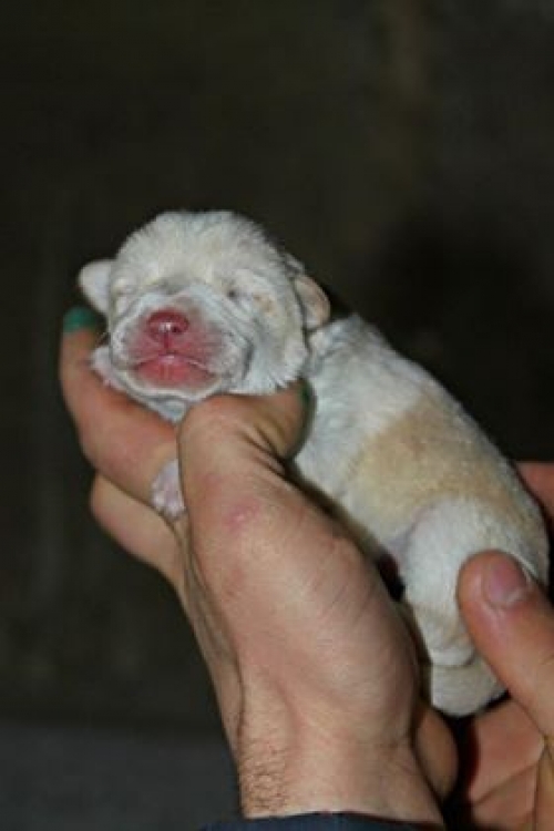 მეტისი უსახელო