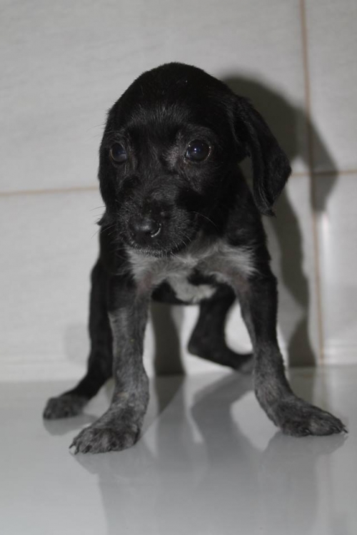 მეტისი უსახელო