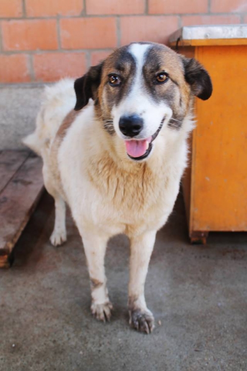 მეტისი უსახელო