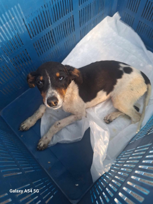 მეტისი ჭიათურა