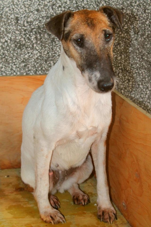 ჯეკ რასელ ტერიერი უსახელო