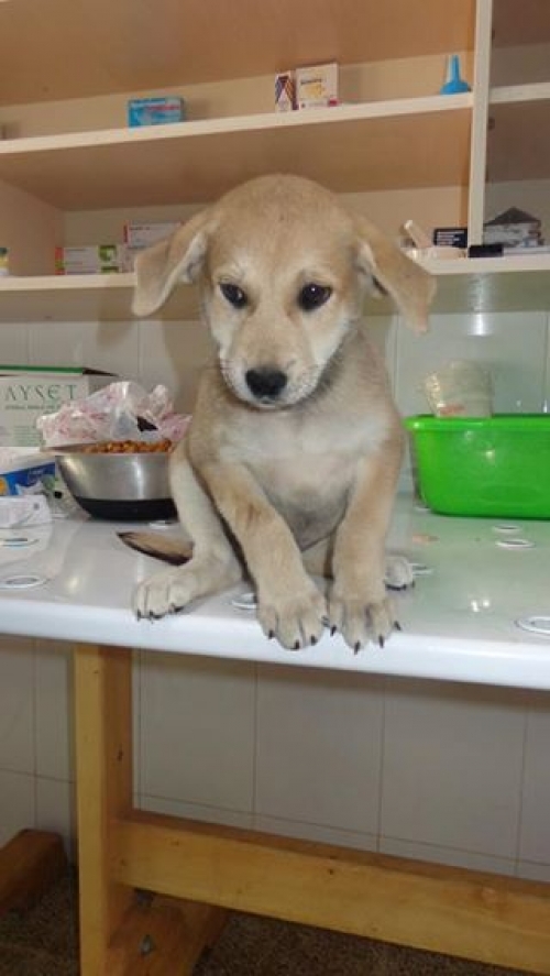 მეტისი უსახელო