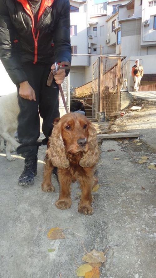 კოკერსპანიელი უსახელო