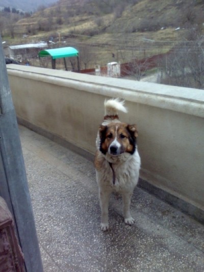 ქართული ქოფაკი ფუფალა