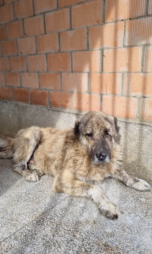 ქართული ნაგაზი გადმოყვანილია მუნიციპალური თავშესაფრიდან