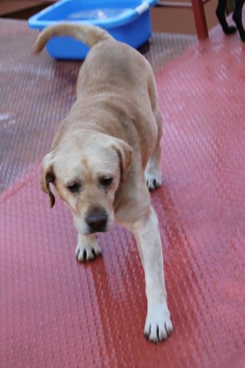 ლაბრადორი უსახელო