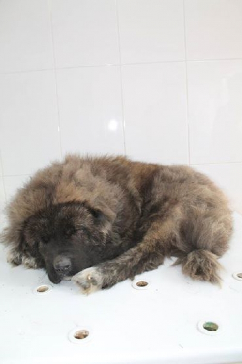 კავკასიური ნაგაზი უსახელო