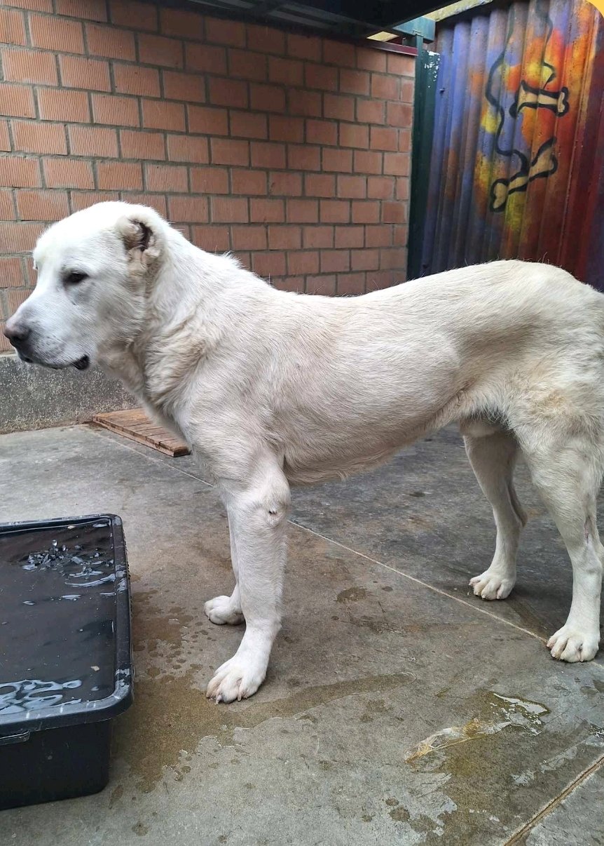 ალაბაი. ალმა