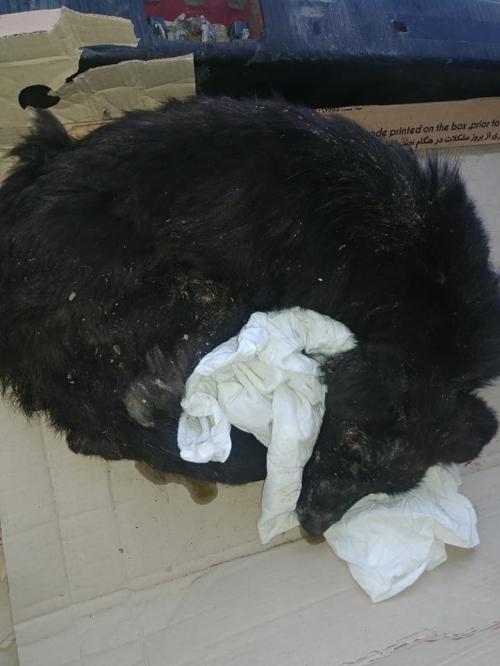 მეტისი უსახელო