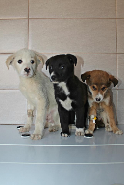 მეტისის ლეკვები უსახელო