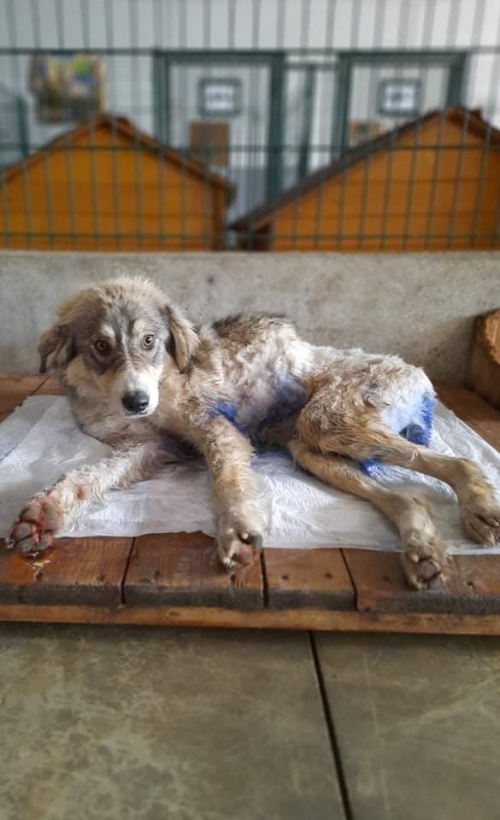 ქართული ქოფაკი სიღნაღის რაიონი სოფელი ანაგა