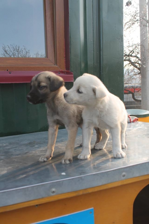 მეტისის ლეკვები უსახელო