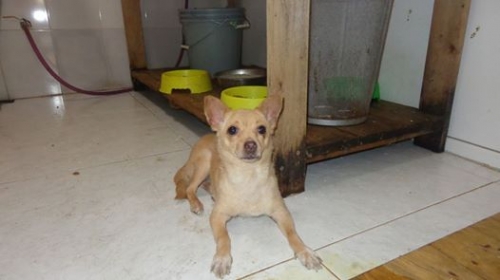 ტოი ტერიერ უსახელო