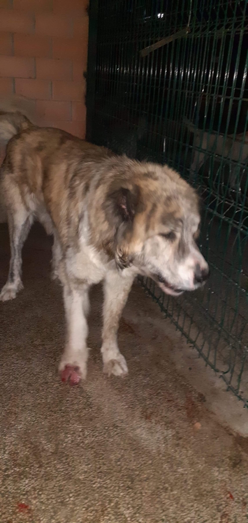 კავკასიური ნაგაზი ბასარა