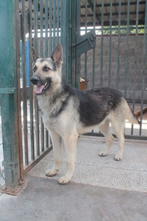 აღმოსავლეთ ევროპული ნაგაზი ჯესი