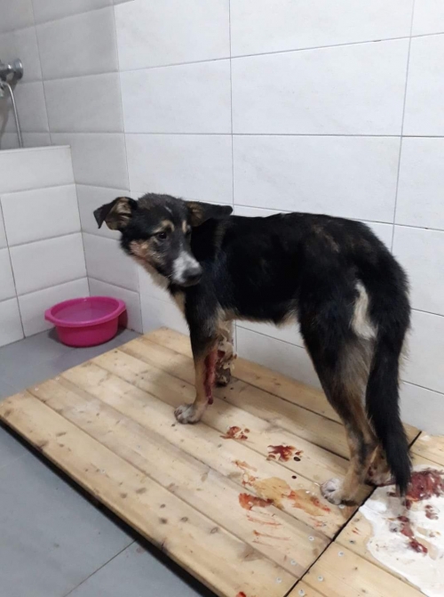 მეტისი უსახელო