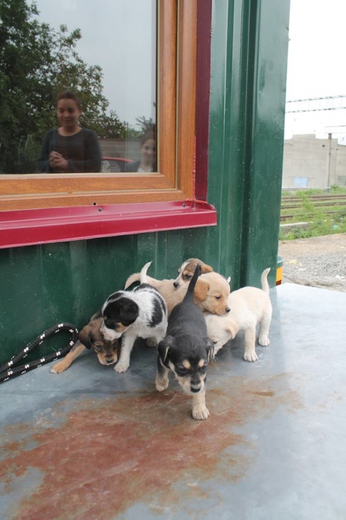 მეტისის ლეკვები უსახელო