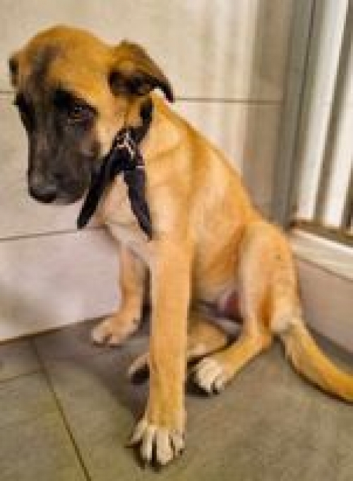 მეტისი საბურთალო ბერიტაშვილის 102