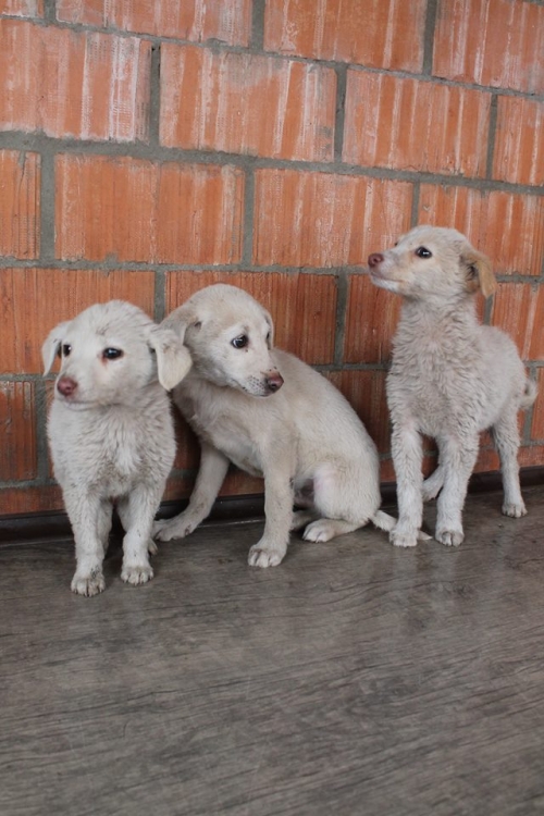 მეტისის ლეკვები უსახელო