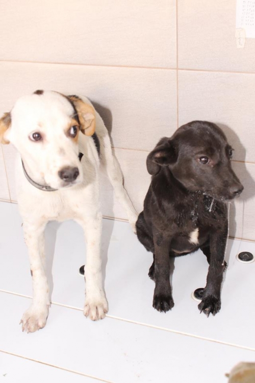 მეტისის ლეკვები უსახელო