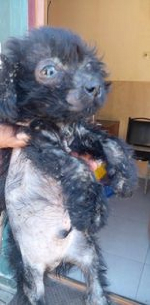 მეტისი უსახელო