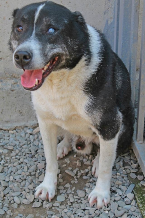 ქართული ქოფაკი ციკლობა