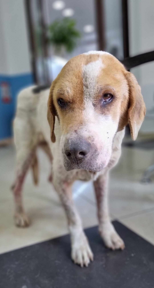 გონჩი საჩხერე