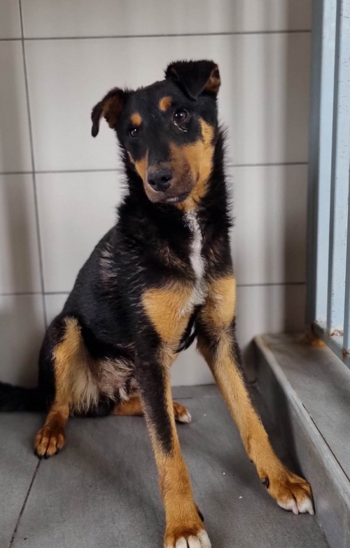 იაქტერიერი ტობი