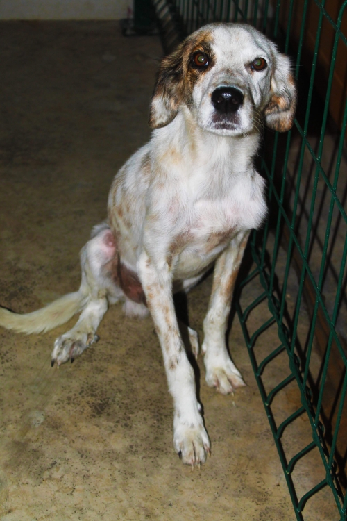 სეტერის მეტისი უსახელო