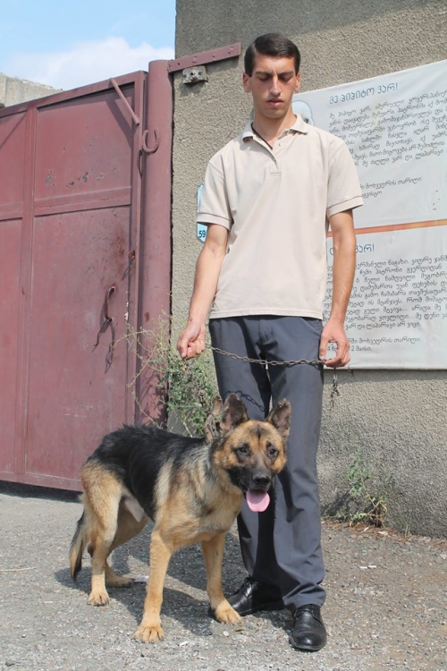 გერმანული ნაგაზი ბაქსი