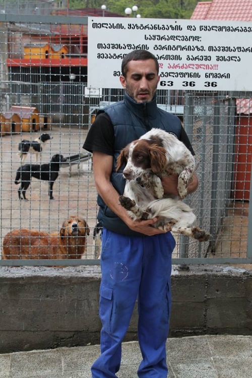 კოკერსპანელის მეტისი უსახელო