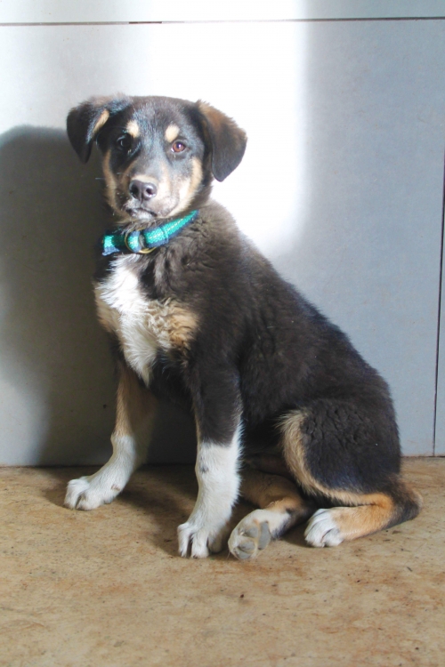 მეტისი გიმლერა